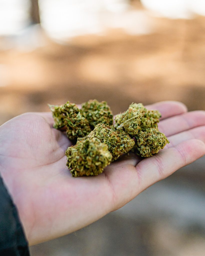 A White hand holding five beautiful cannabis nugs in an effort to show how cannabis might be helpful in relieving chronic pain