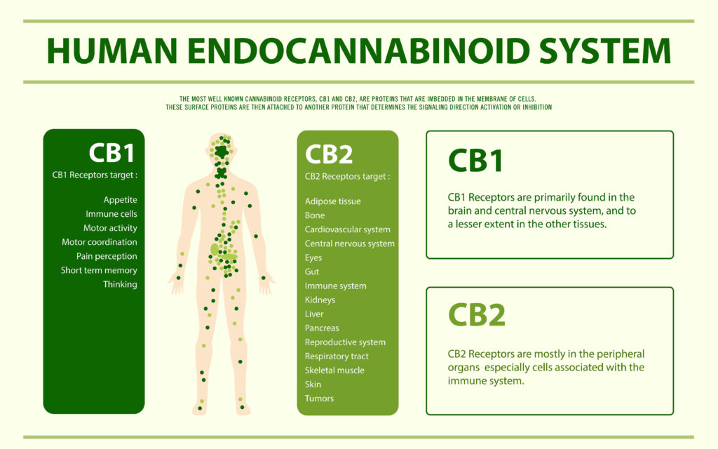 Horizontal infographic explaining the human cannabinoid system. Healthcare and medical illustration about cannabis.